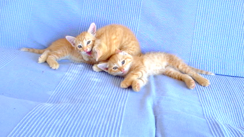 Kittens Playing On a Couch Stock Footage Video (100% Royalty-free ...