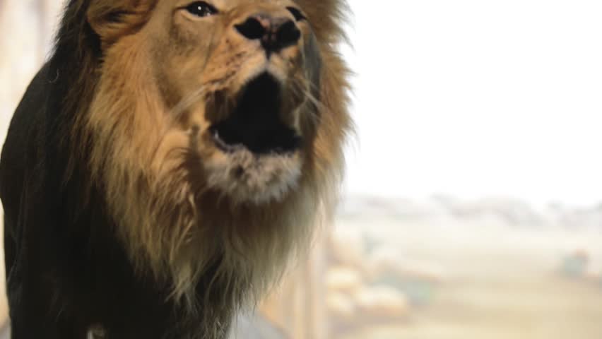 Slow Motion Of A Lion Roaring In Front Of A Green Key Stock Footage