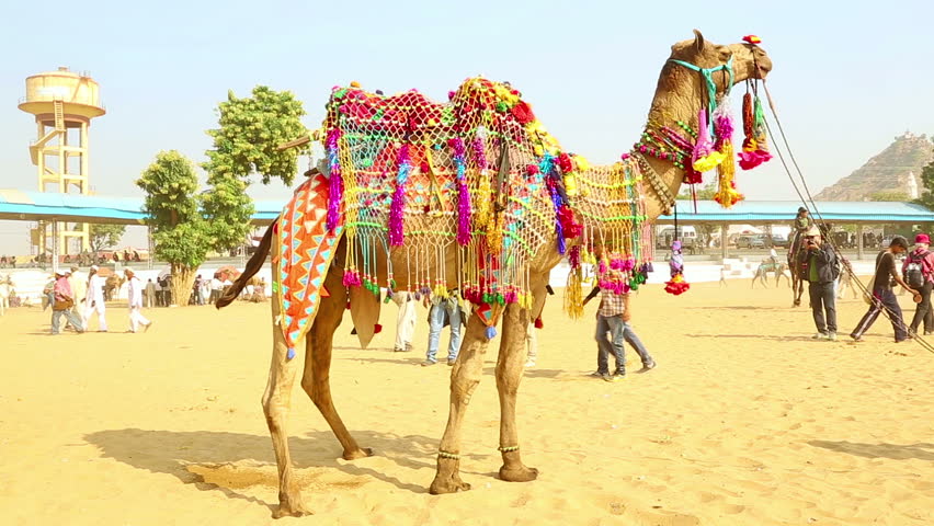 Pushkar India November 21 Stock Footage Video 100 Royalty