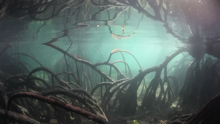 Mangrove Roots Image Free Stock Photo Public Domain Photo Cc0 Images