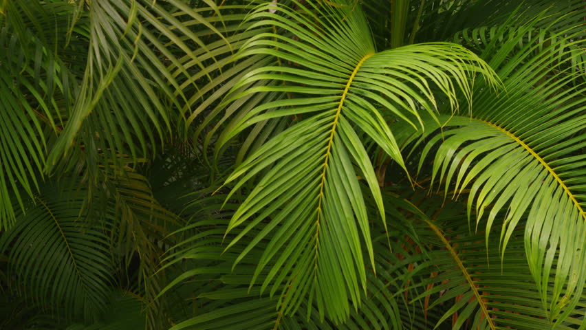 Image result for PALM BRANCHES images