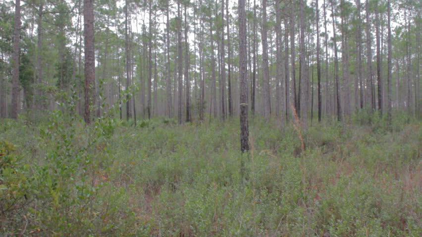 Header of gallberry