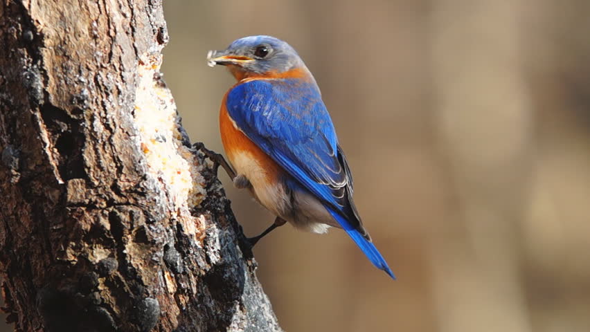 Eastern Bluebird (sialia Sialis) Male Stock Footage Video