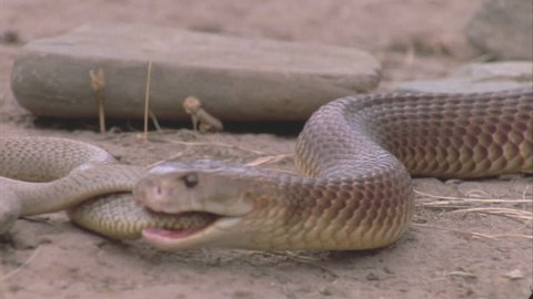 taipan inland devouring hatchling foreground plains paralyzed burrow moves envenomed coiled