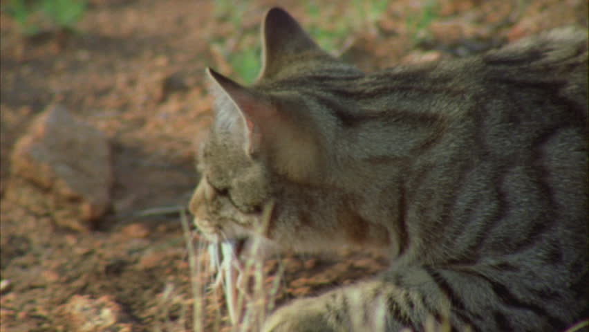 Feral Cat Eating A Lizard In Tall Grass Stock Footage Video 5845487 Shutterstock