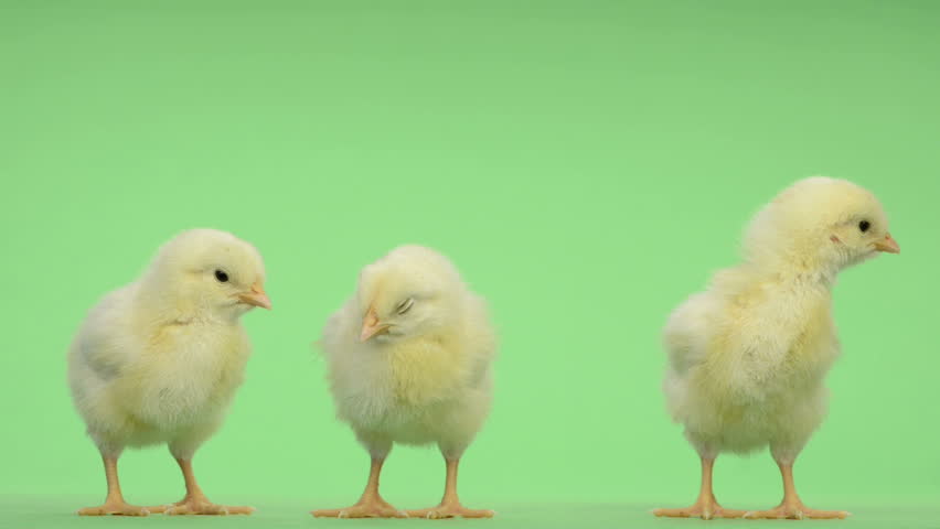 Three chicks