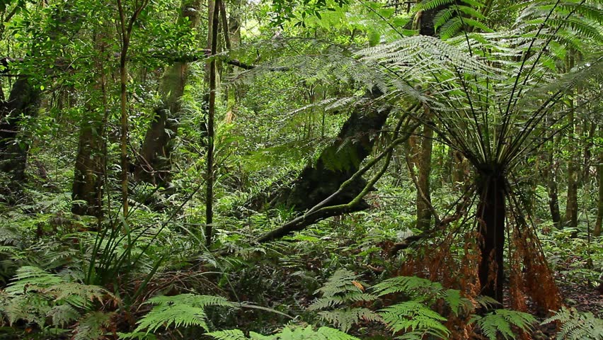 Tree Vines - Rainforest - Australian Landscape This Rainforest ...