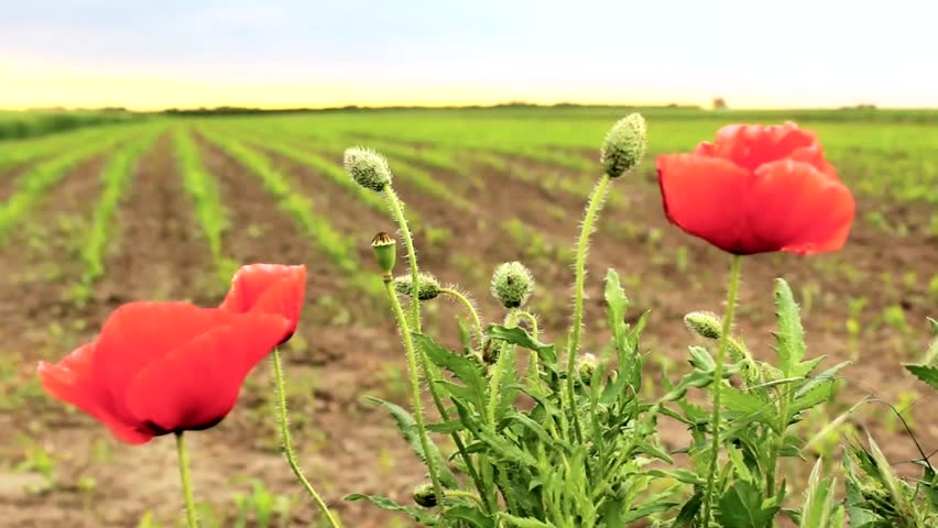 Header of ponceau
