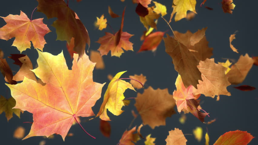 Falling Leaves Loopable Background. High Quality Animated Background Of