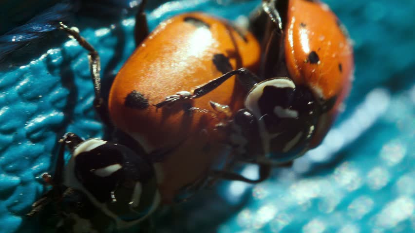 Ladybugs Having Sex Stock Footage Video 100 Royalty Free