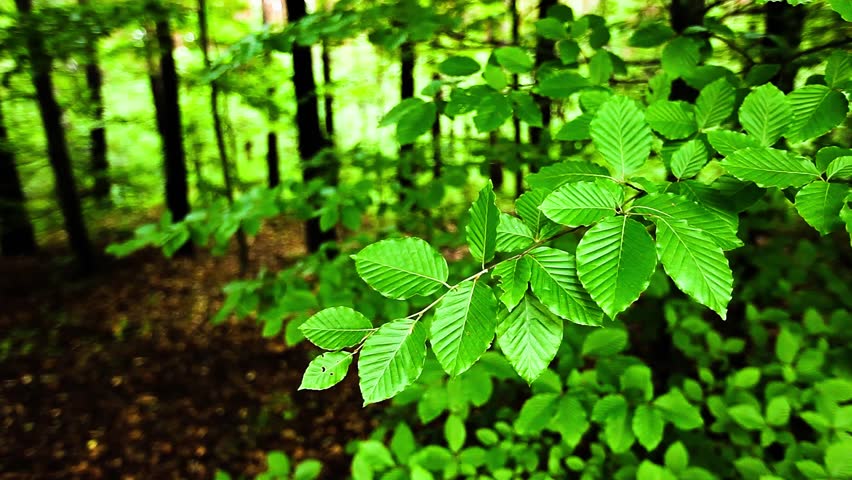 Amazon Rain Forest