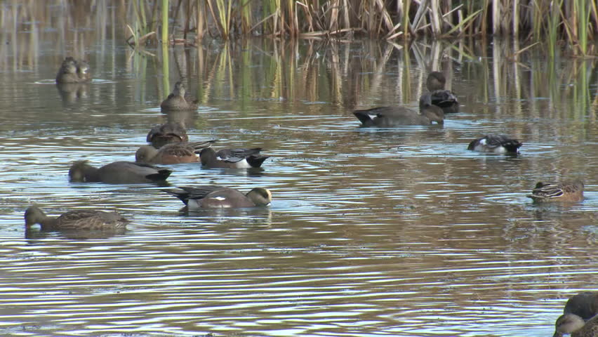 Header of widgeon