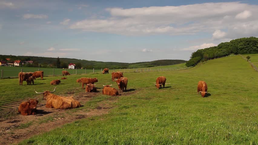 Header of Aberdeen Angus