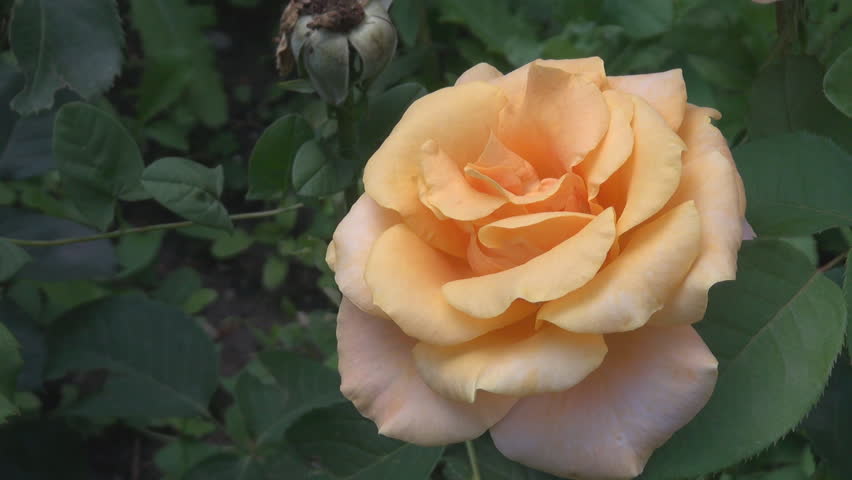 Single Yellow Rose In The Stock Footage Video 100 Royalty Free