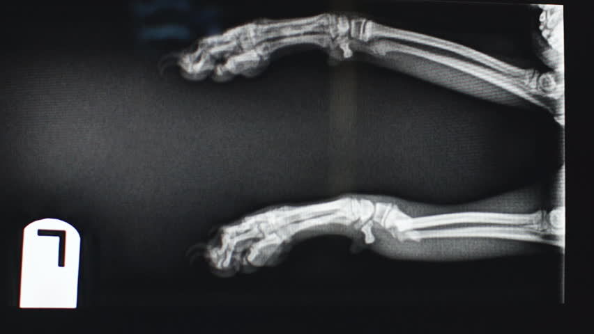 Header of distal
