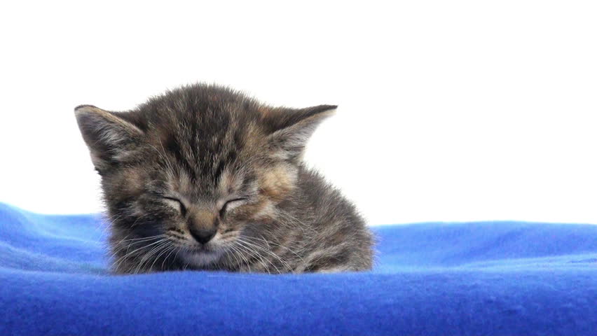 Cute Baby Tabby Kitten Sleeping Stock Footage Video 100 Royalty