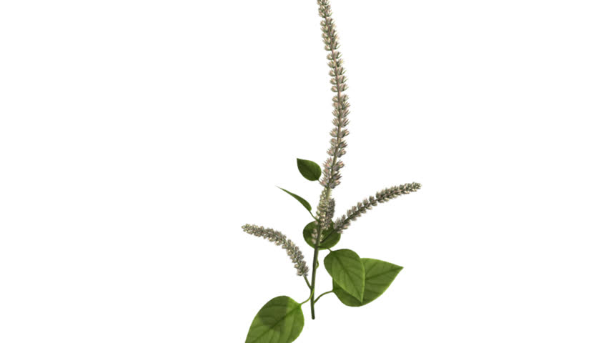 Header of Amaranthus