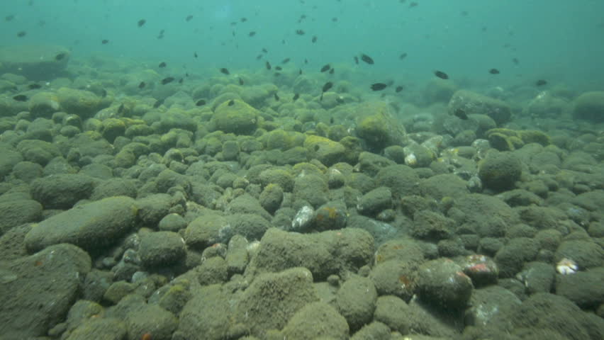 Hd00 11rocky Ocean Floor And Reef Fish Nature Background