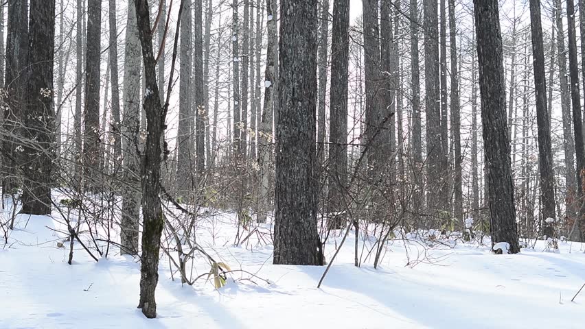 Header of midwinter
