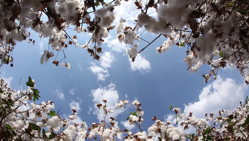 Header of cotton