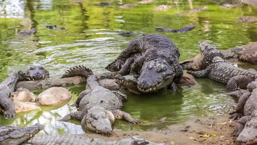 Stock Video Of Mating Crocodiles India 7574080 Shutterstock