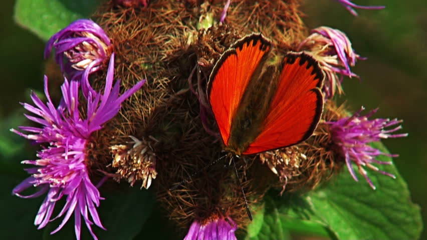 Header of Heodes