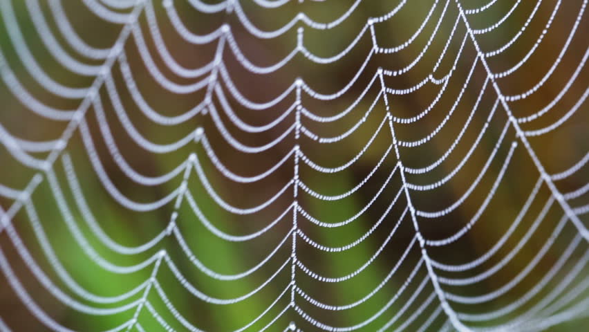 Header of spidery