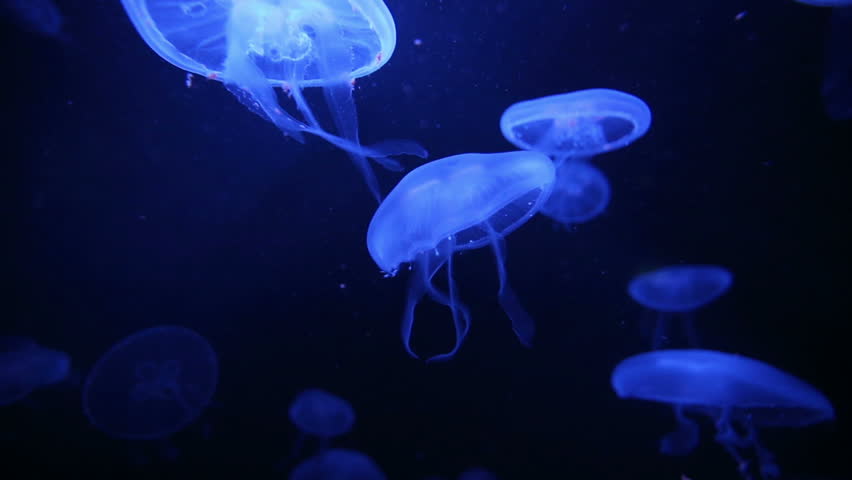 Floating Moon Jellyfish (Aurelia Aurita) In Deep Blue Ocean Stock ...