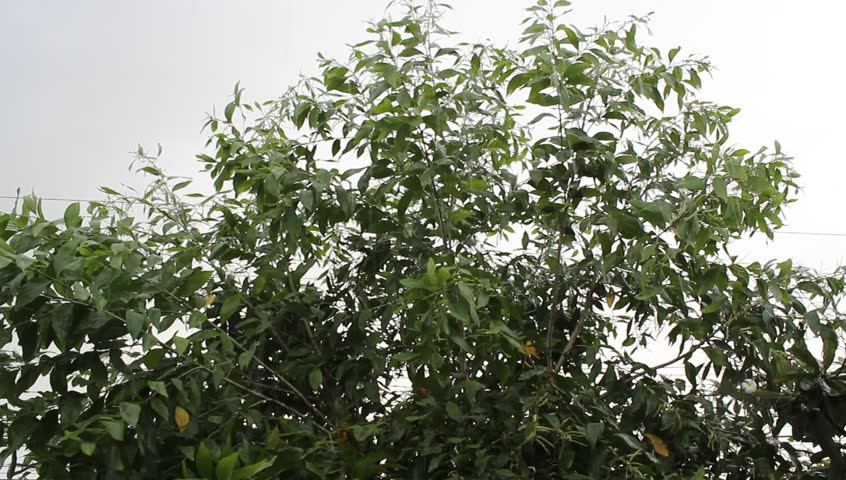 Tree With Green Leaves And Sun Light. 4k High Resolution Videos de