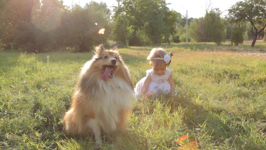 Header of sheltie