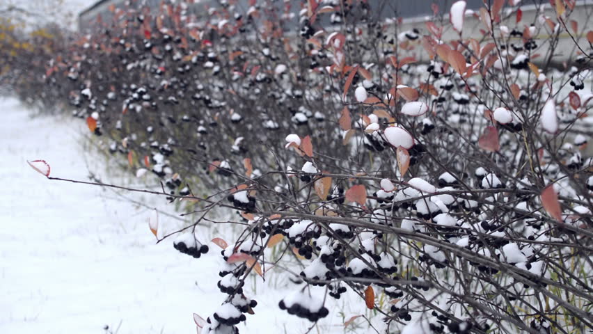 Header of chokecherry