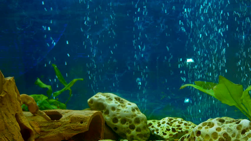 Aquarium Without Fish Stock Footage Video (100% Royalty-free) 7818280