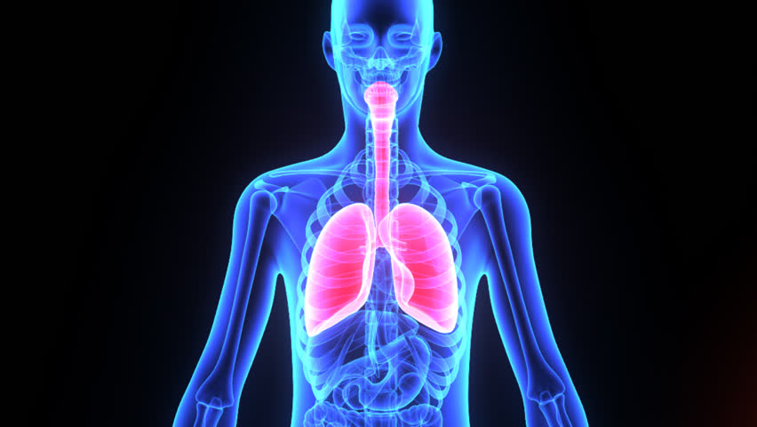 Lungs Stock Footage Video (100% Royalty-free) 7877200 | Shutterstock
