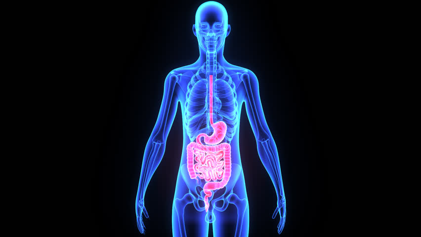 Lungs Stock Footage Video 7877179 | Shutterstock