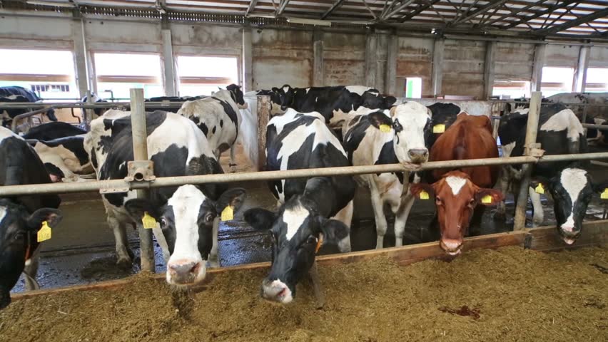 The Black And White Cows In Cowshed Eat Straw Through The Fence. Stock ...