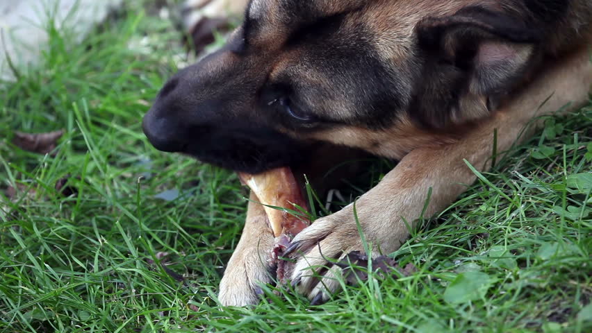 Moving Ferocious German Rottweiler Dog Barking In India ... Moving Ferocious German Rottweiler Dog Barking In India ...