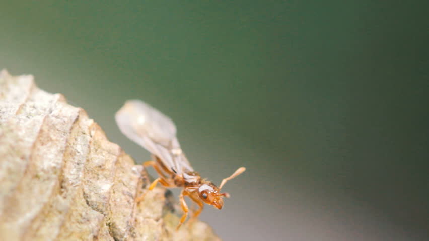 Header of Lasius