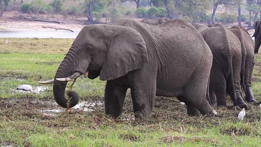 Endangered African Bush Elephant (Loxodonta Africana) Eating At Chobe