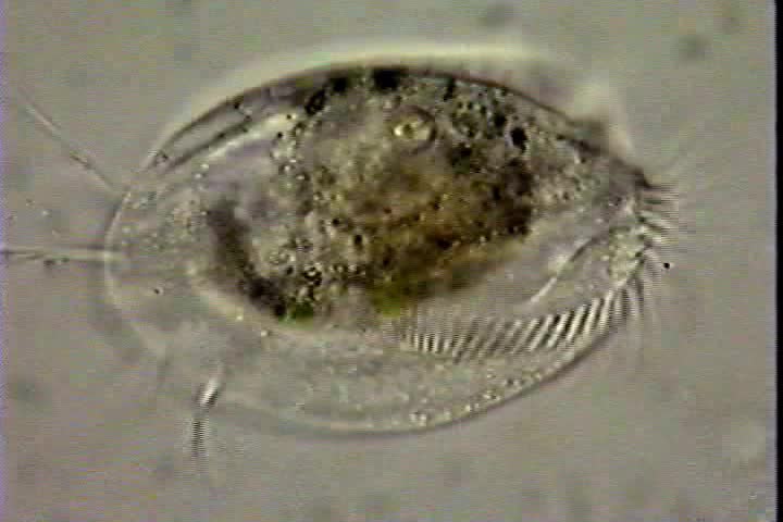 Header of Euplotes