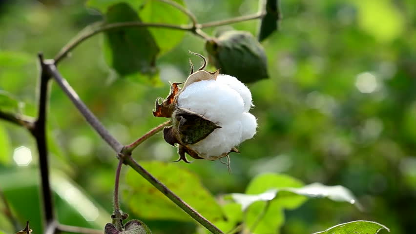 Cotton Tree Stock Footage Video Shutterstock cotton-tree-stock-footage-video-shutterstock