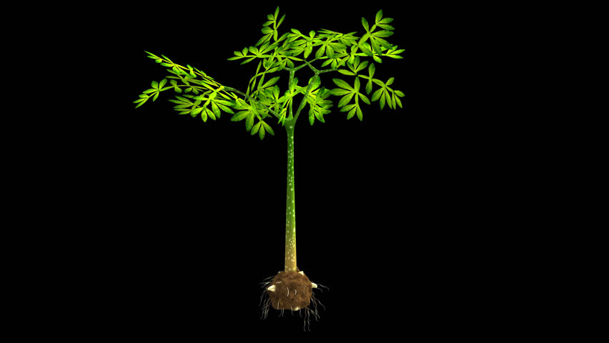 Header of Amorphophallus