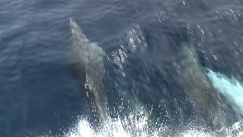 Dolphin Jumping Stock Footage Video | Shutterstock