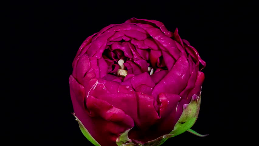 Stock video of timelapse of purple peony flower blooming | 8474410 | Shutterstock