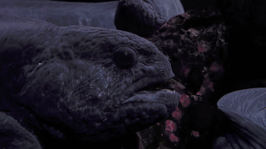 atlantic wolf eel