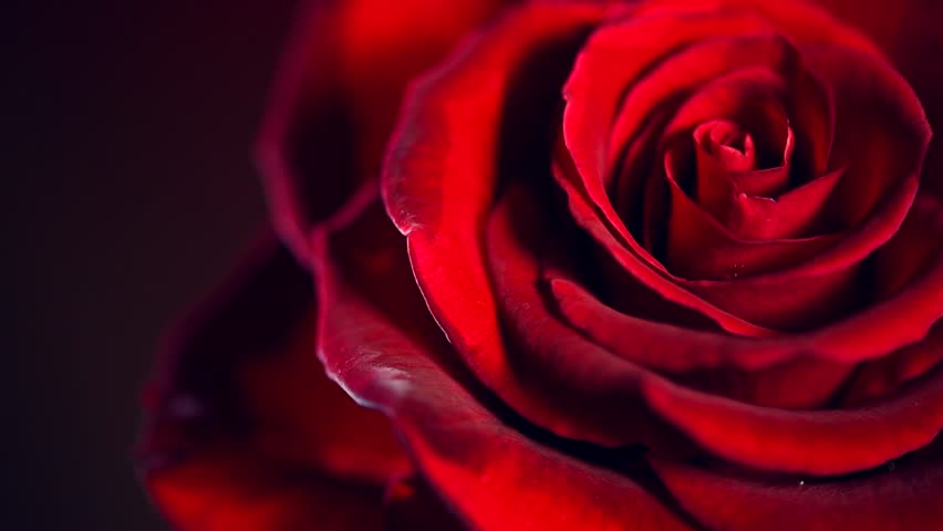 red rose flower close up の動画素材 完全ロイヤリティフリー