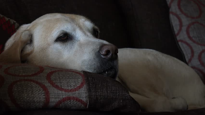 Header of dozy