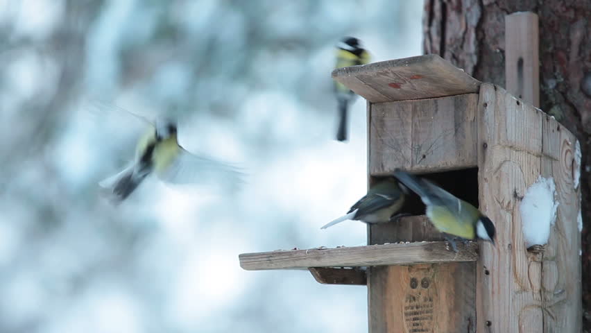 Hd00 25feeding Birds At Winter Season With Wooden Bird Feeder On