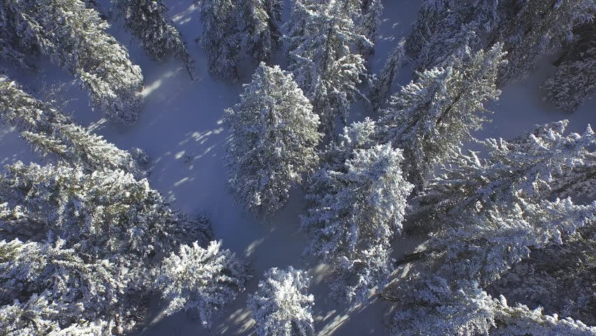 Drone Footage Snow Covered Trees Nature Beautiful Winter Europe Aerial ...