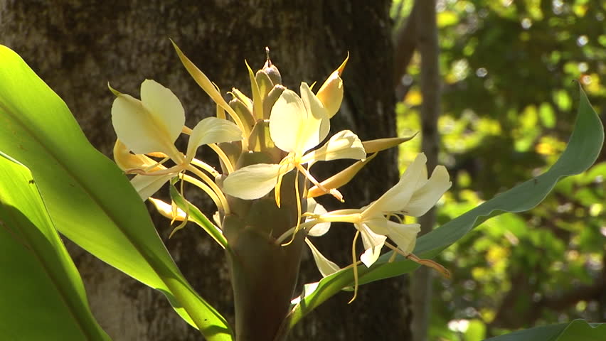 Plants Seeds Bulbs Hedychium Flavum Hawaii Plant Yellow Cream Flower Butterfly Ginger Lily Fragrant Plants Seedlings