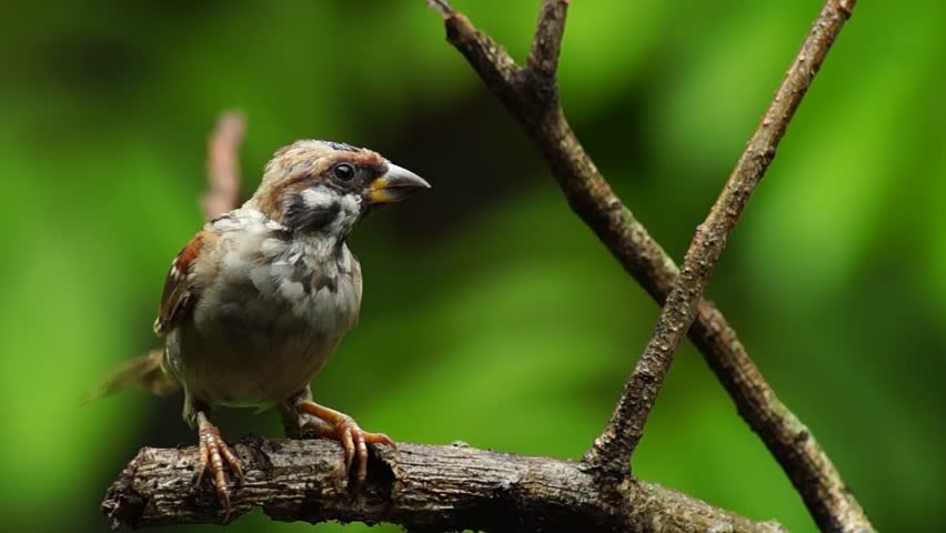 Philippine Maya Bird Eurasian Tree Sparrow Or Passer Montanus Perch On ...